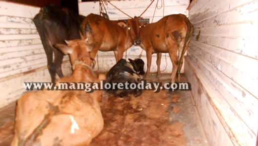 Cattle smuggli  1